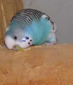 Lost Budgerigar