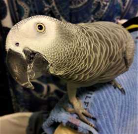 Lost African Grey