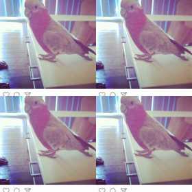Lost Galah Cockatoo