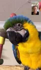 Lost Macaw