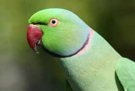 Lost Indian Ringneck Parakeet