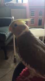 Lost Cockatiel