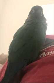 Lost Conure