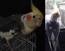 Lost Cockatiel