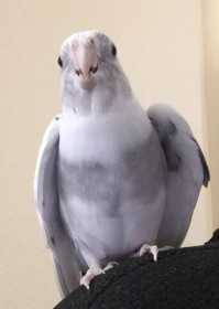 Lost Cockatiel