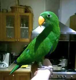 Lost Eclectus