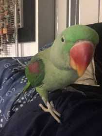Lost Alexandrine