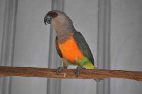 Lost Red Bellied