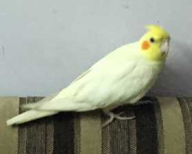 Lost Cockatiel