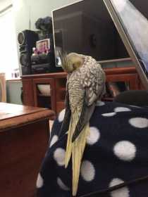 Lost Cockatiel