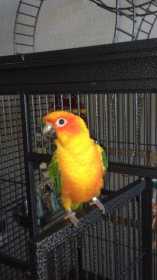 Lost Conure