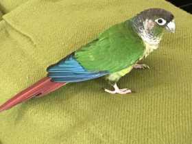 Lost Conure