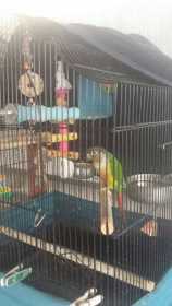 Lost Conure