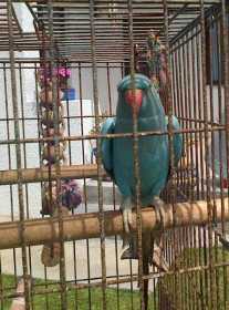 Lost Indian Ringneck Parakeet