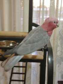 Lost Galah Cockatoo