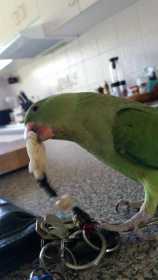 Lost Indian Ringneck Parakeet