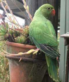 Lost Indian Ringneck Parakeet