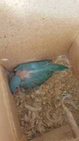 Lost Indian Ringneck Parakeet