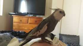 Lost Cockatiel