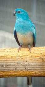 Lost Red Rump Parakeet