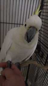 Lost Cockatoo