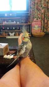 Lost Cockatiel