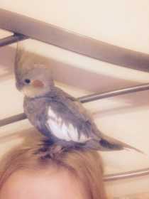 Lost Cockatiel