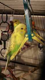 Lost Budgerigar