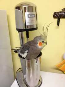 Lost Cockatiel