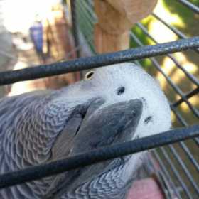 Lost African Grey