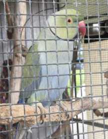 Lost Indian Ringneck Parakeet