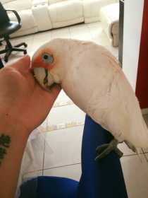 Lost Corella Cockatoo