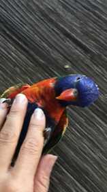 Lost Lory / Lorikeet