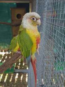 Lost Conure