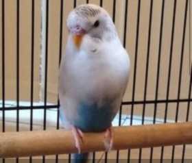 Lost Budgerigar