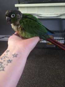 Lost Conure