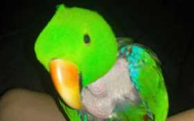 Lost Eclectus