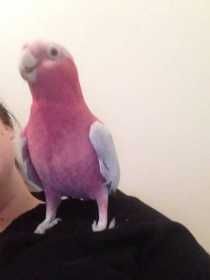 Lost Galah Cockatoo