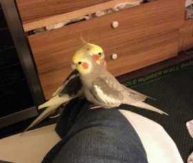 Lost Cockatiel