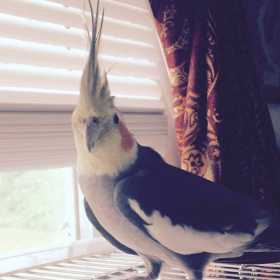 Lost Cockatiel