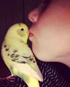 Lost Budgerigar