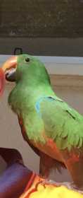 Lost Eclectus