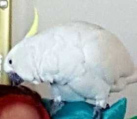 Lost Cockatoo