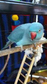 Lost Indian Ringneck Parakeet