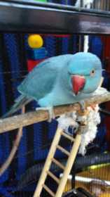 Lost Indian Ringneck Parakeet