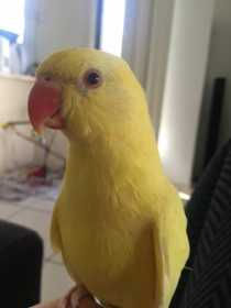 Lost Indian Ringneck Parakeet