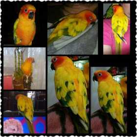 Lost Conure