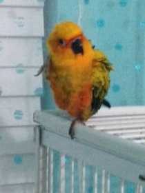 Lost Conure