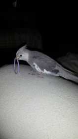 Lost Cockatiel