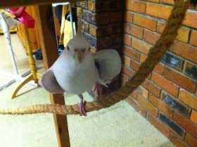 Lost Cockatiel